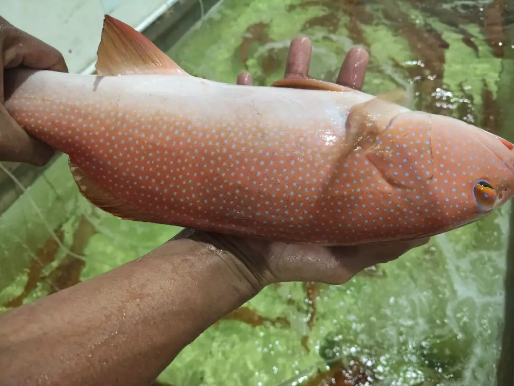 Live Grouper Fish