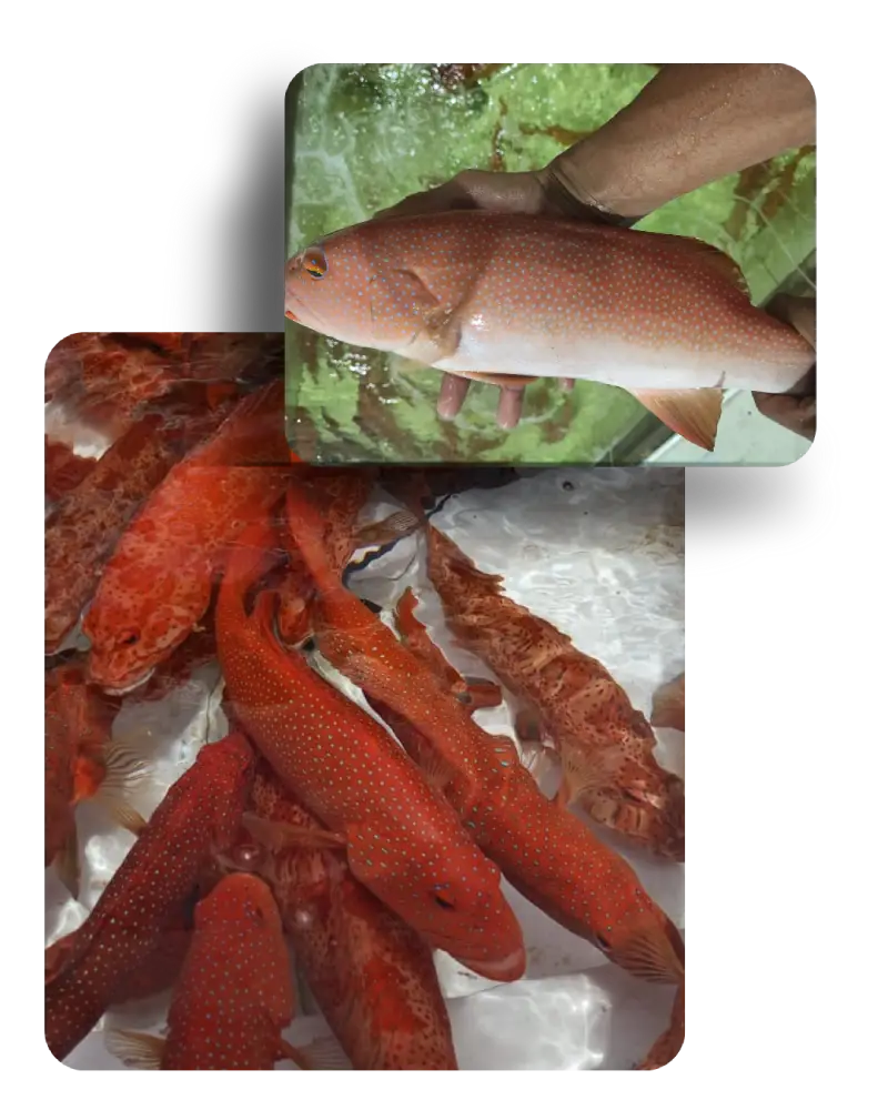 Lobster and Coral Trout origin from Indonesia